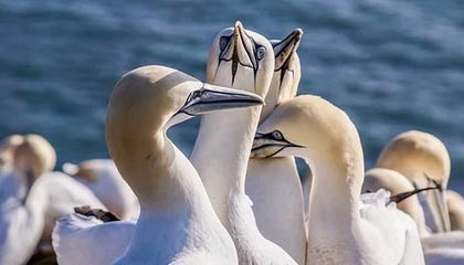 沙河伴游,定制QQ:3494206190微信:act1322